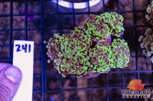 WYSIWYG 241 Branching Hammer