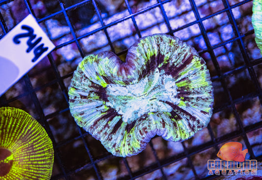 WYSIWYG 244 Wells Brain