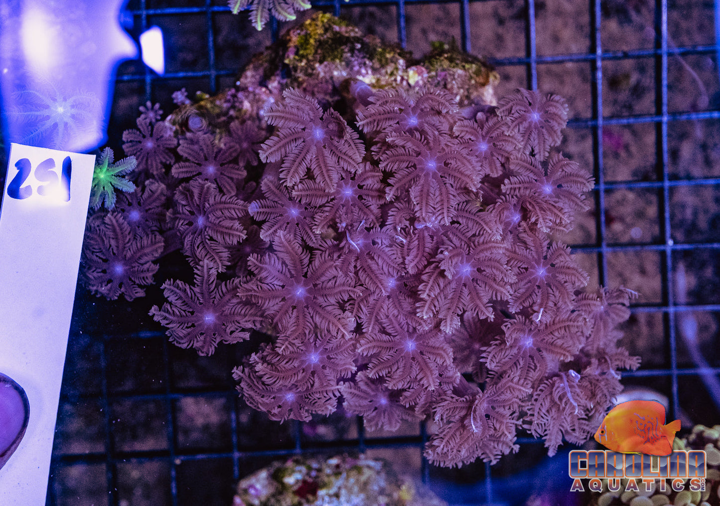 WYSIWYG 251 Glove Polyp