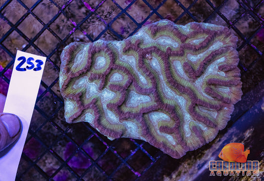 WYSIWYG 253 Oulophyllia