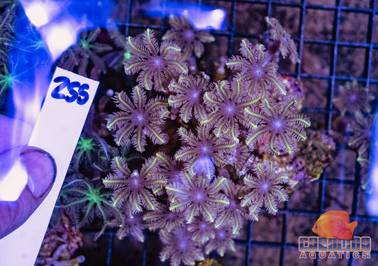 WYSIWYG 255 Glove Polyp