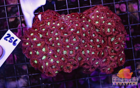 WYSIWYG 256 Blasto Merletti