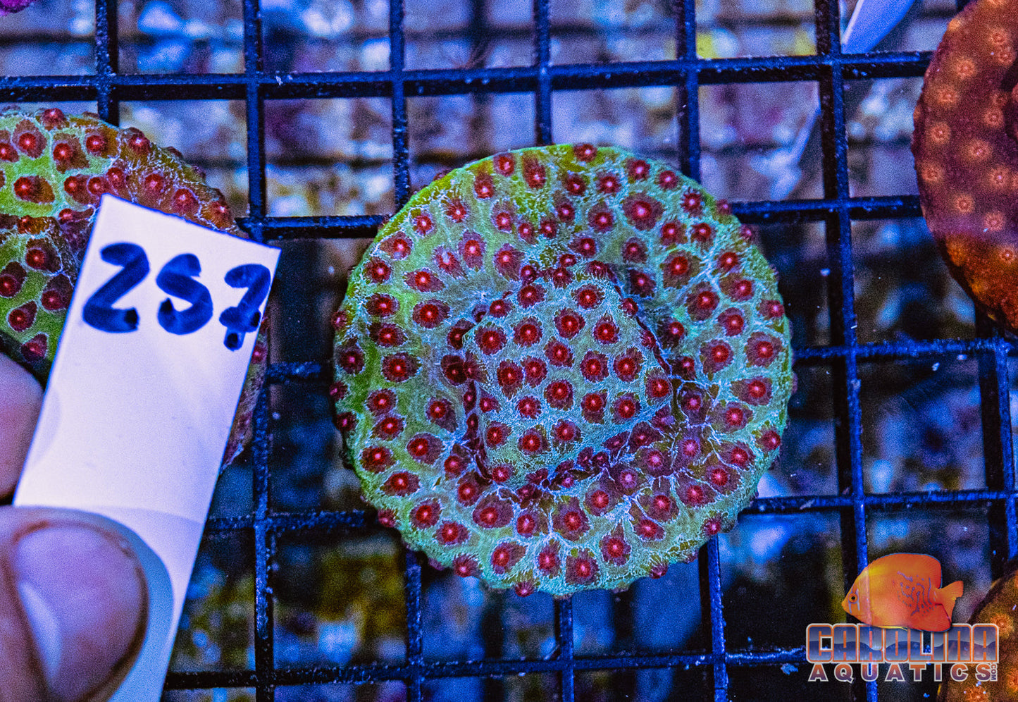 WYSIWYG 257 Cyphastrea