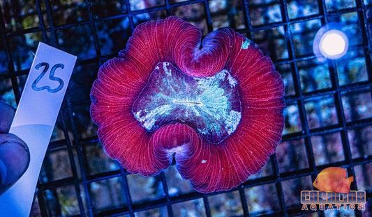 WYSIWYG 25 Wells Brain