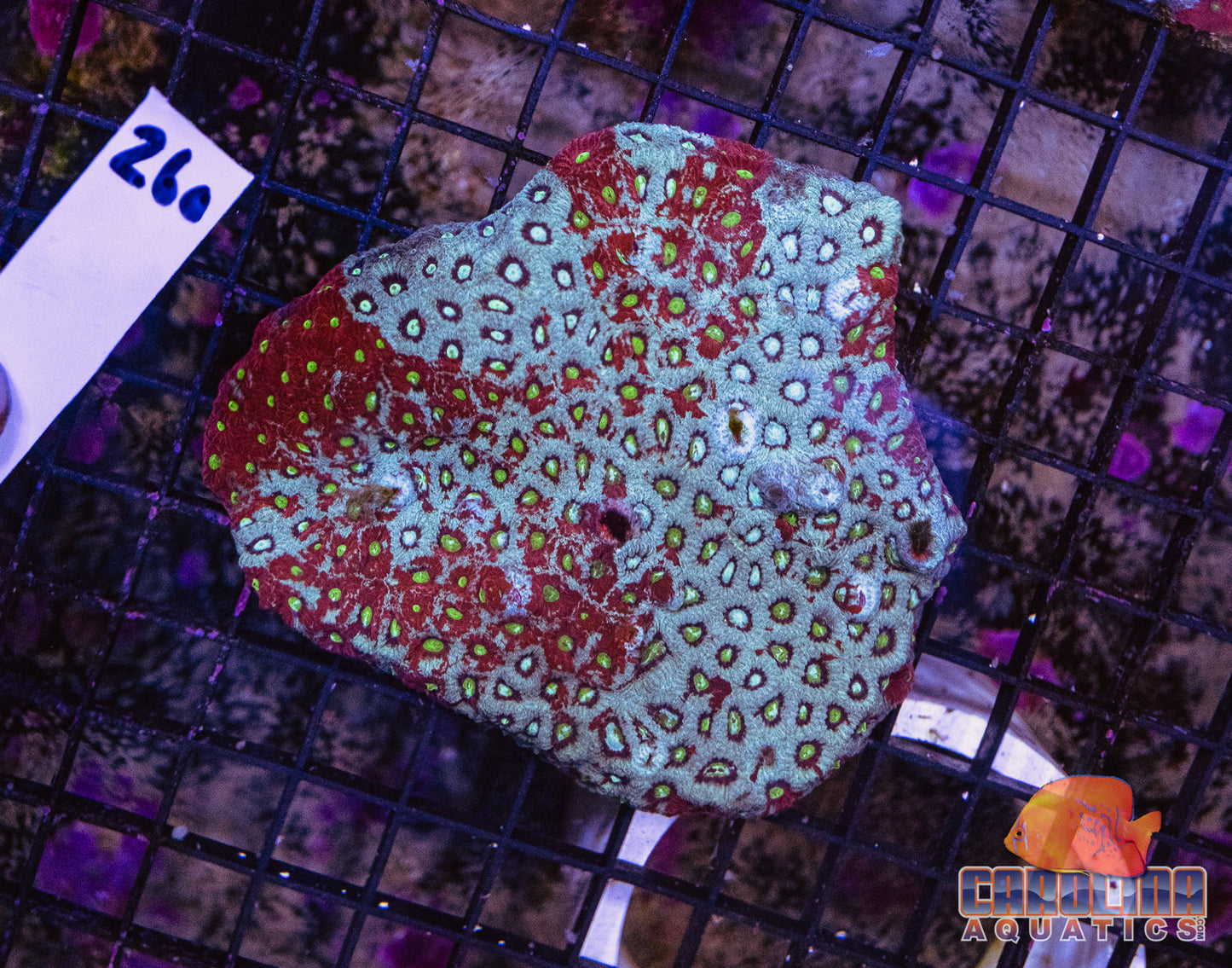 WYSIWYG 260 War Coral