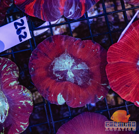 WYSIWYG 262 Wells Brain