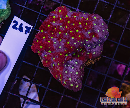 WYSIWYG 267 War Coral