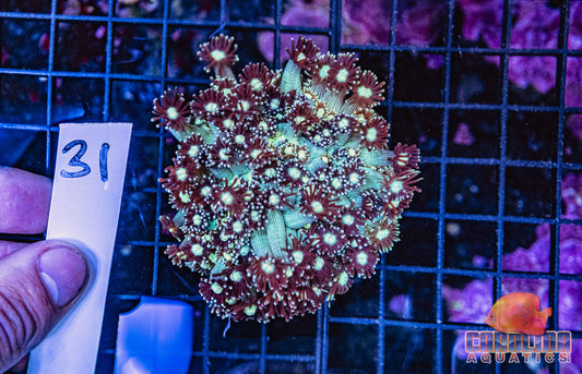 WYSIWYG 31 Jewel Goniopora