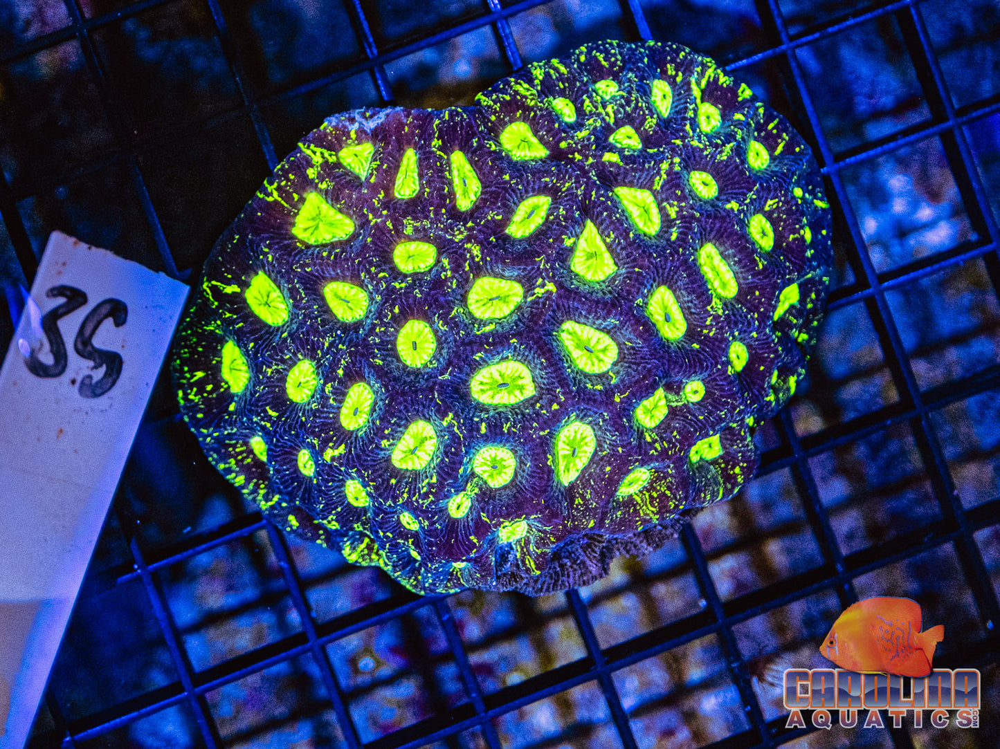 WYSIWYG 35 Gonastrea