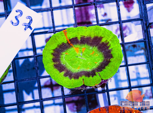 WYSIWYG 37 Master Scoly