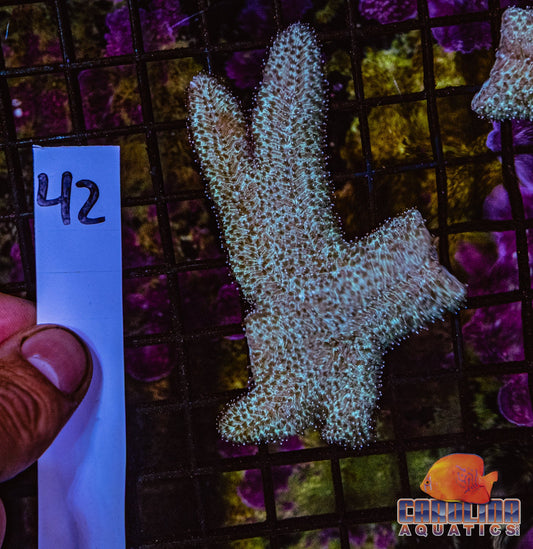 WYSIWYG 42 Tounge Coral