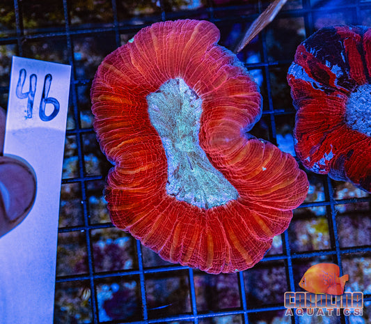 WYSIWYG 46 Open Brain