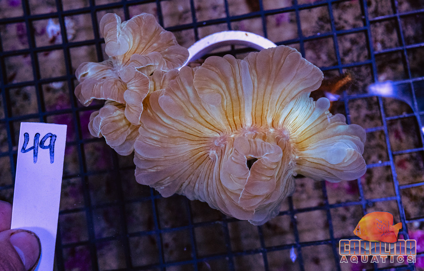 WYSIWYG 49 Fox Coral