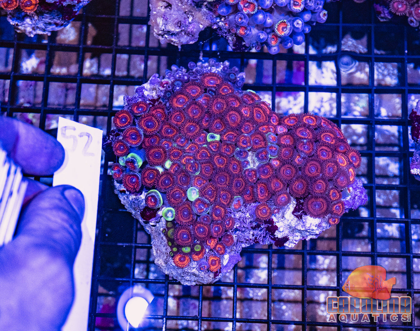 WYSIWYG 52 Zoa