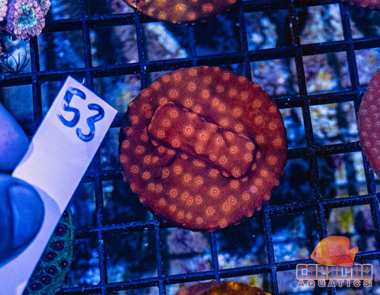 WYSIWYG 53 Cyphastrea