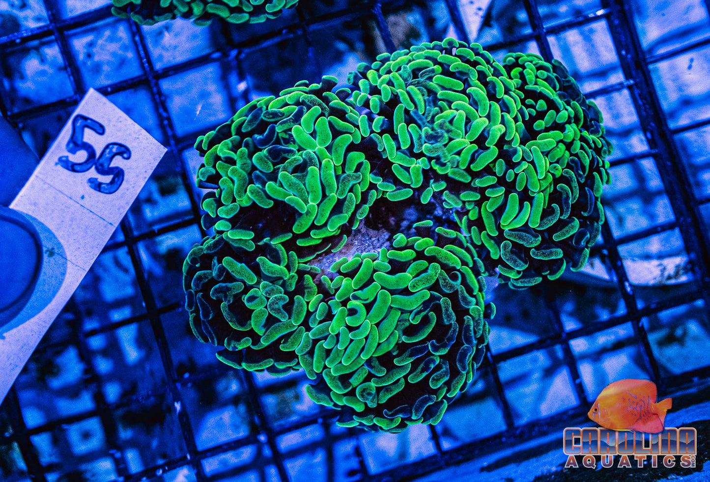 WYSIWYG 55 Branching Hammer