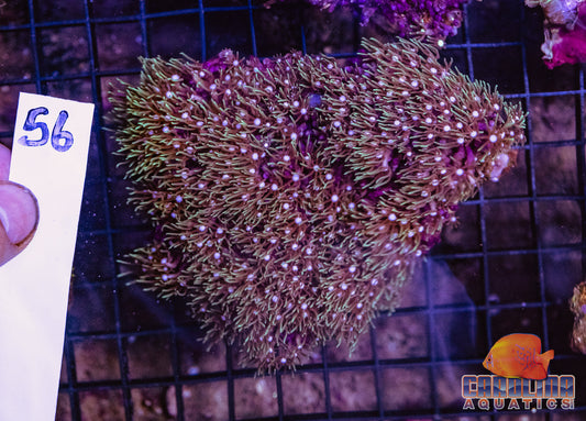 WYSIWYG 56 Star Polyp