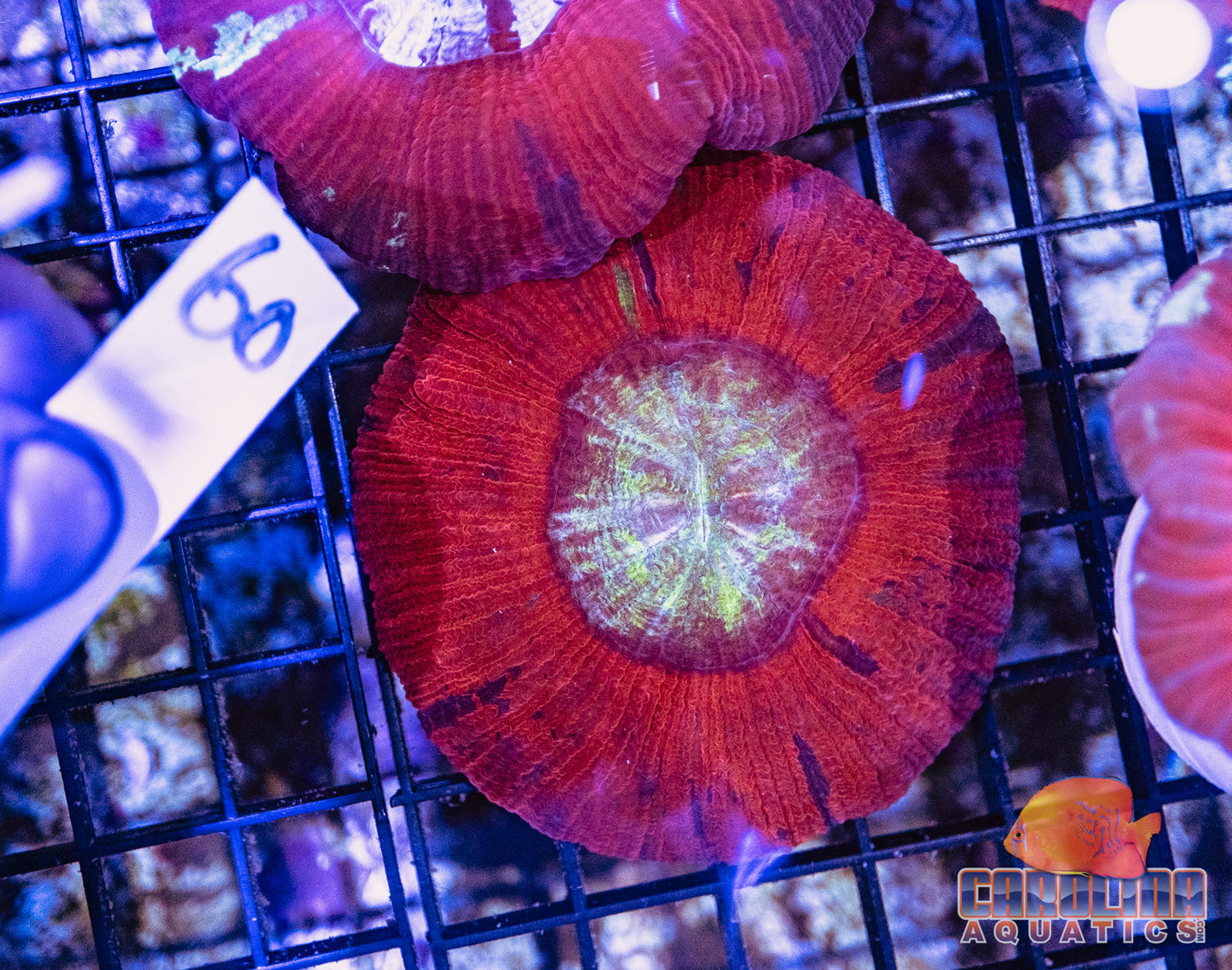 WYSIWYG 60 Wells Brain