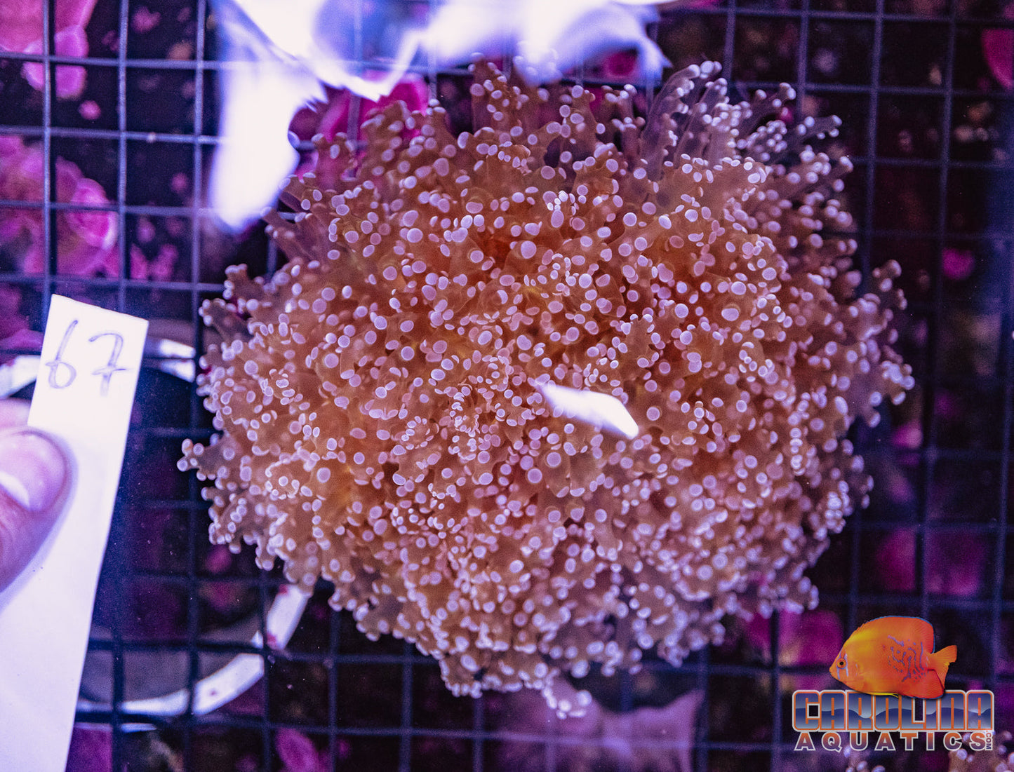 WYSIWYG 67 Frogspawn Branching