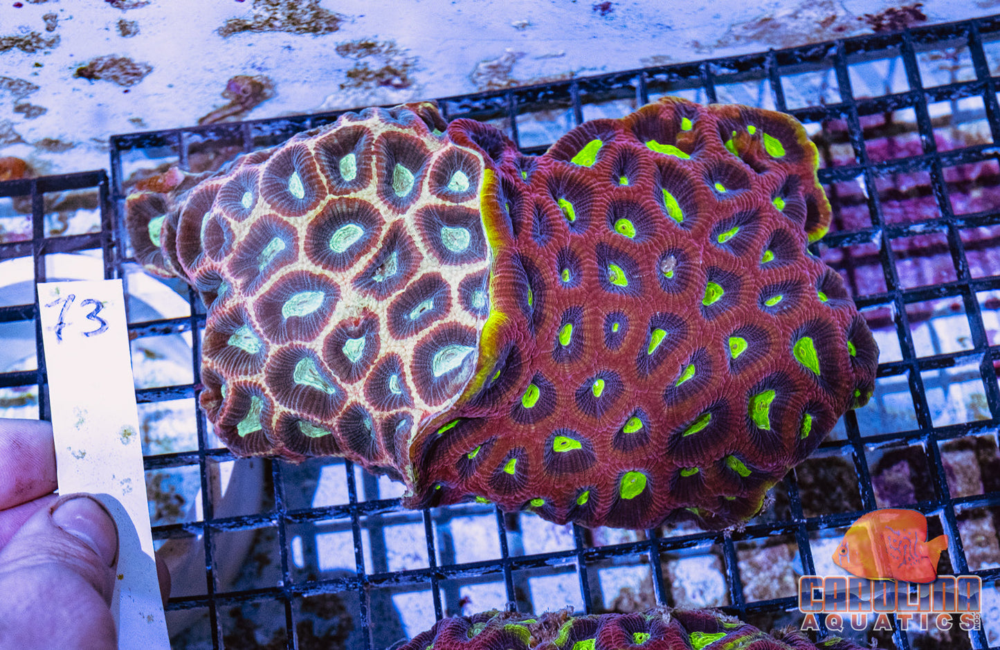 WYSIWYG 73 Combo Favia