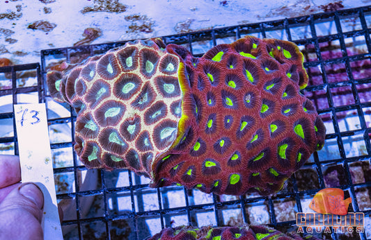 WYSIWYG 73 Combo Favia