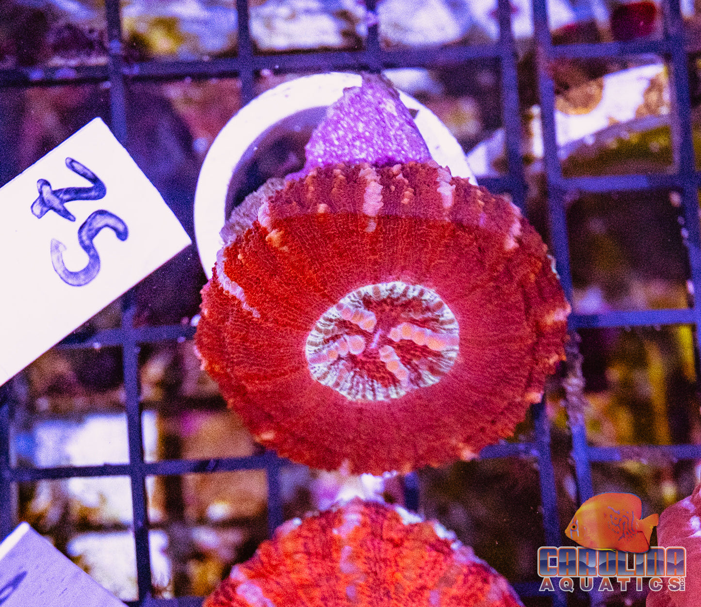 WYSIWYG 75 Button Scoly