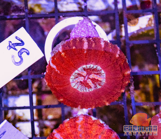 WYSIWYG 75 Button Scoly