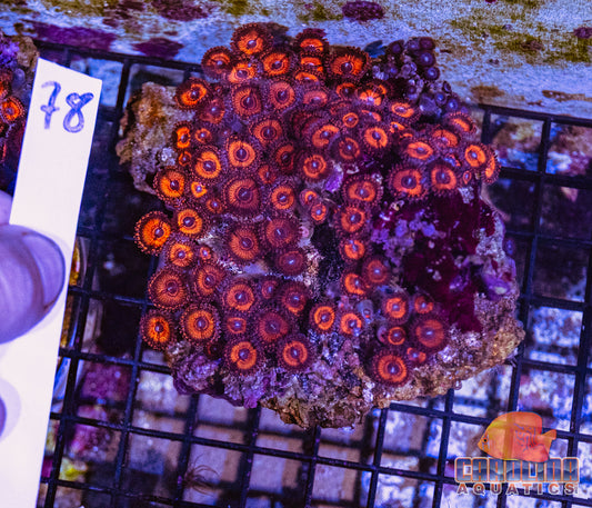 WYSIWYG 78 Zoa