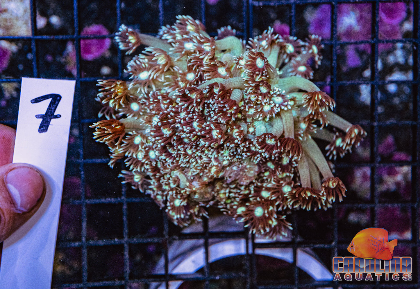 WYSIWYG 7 Jewel Goniopora