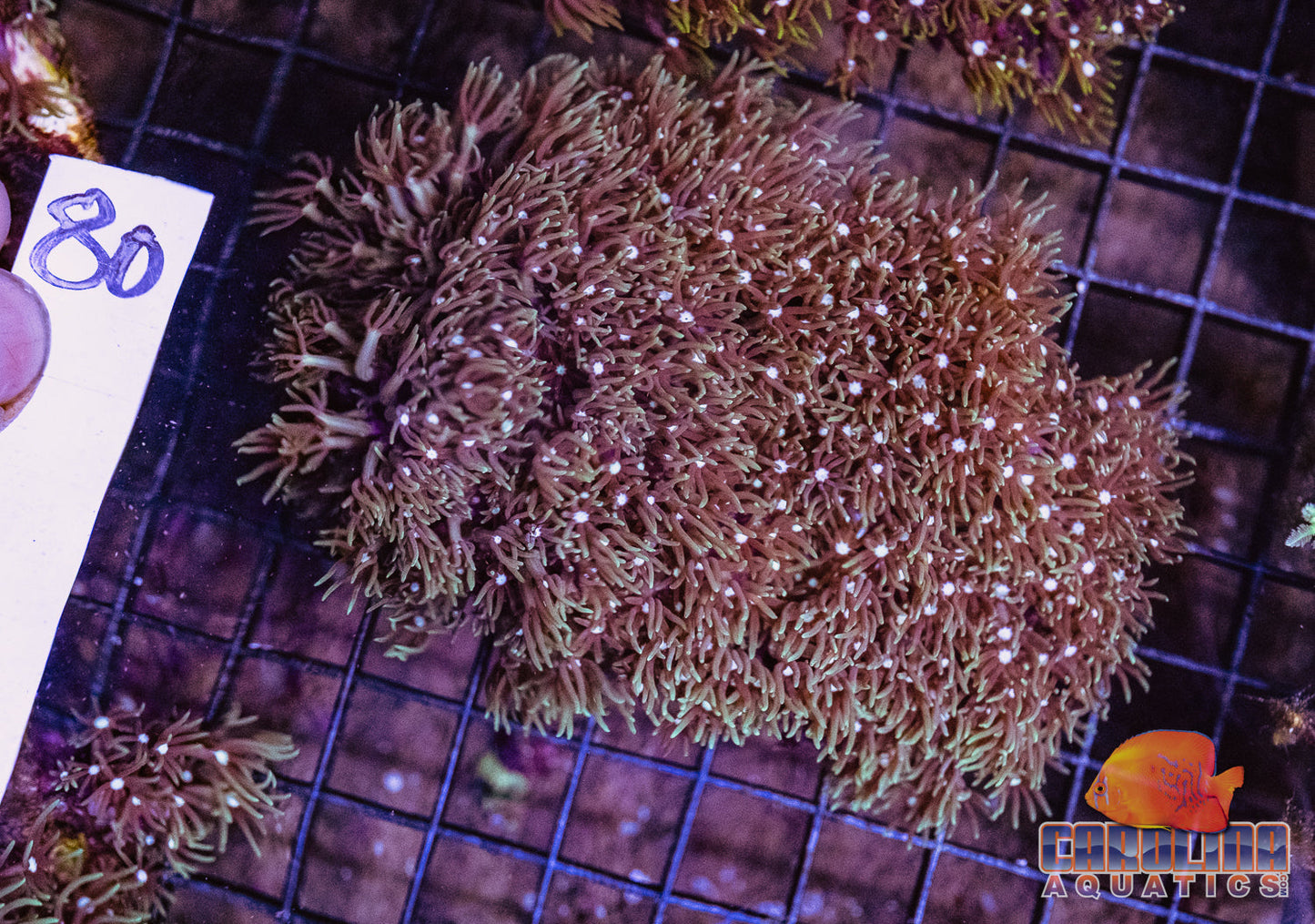 WYSIWYG 80 Star Polyp