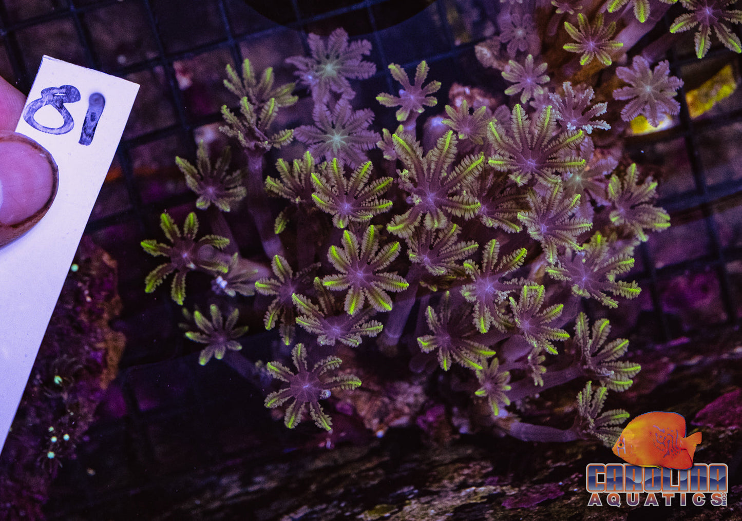 WYSIWYG 81 Glove Polyp