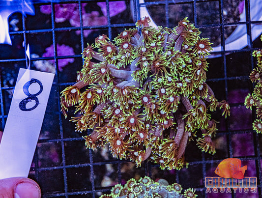 WYSIWYG 8 Jewel Goniopora