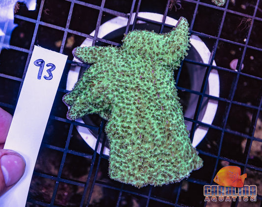 WYSIWYG 93 Tounge Coral