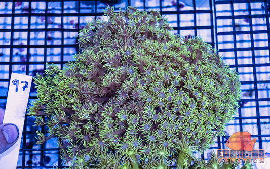 WYSIWYG 97 Goniopora