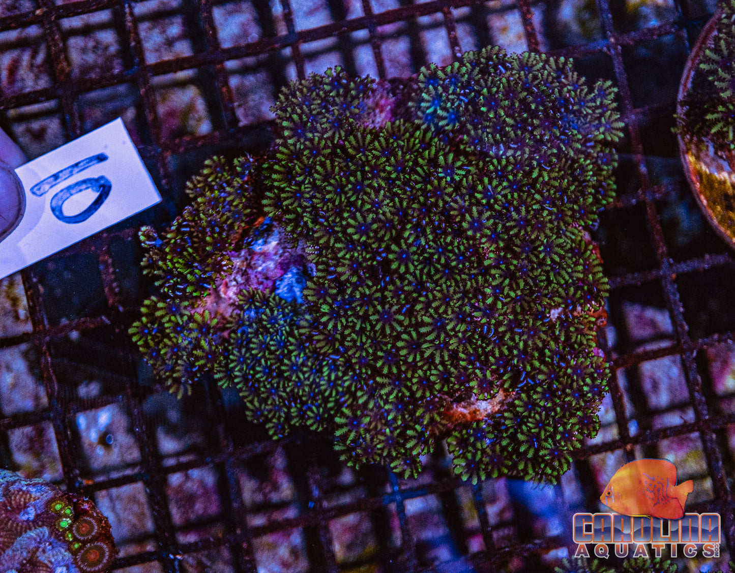 WYSIWYG 10 Sympodium Leather