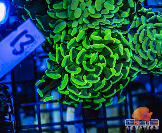 WYSIWYG 13 Darwin Branching Hammer