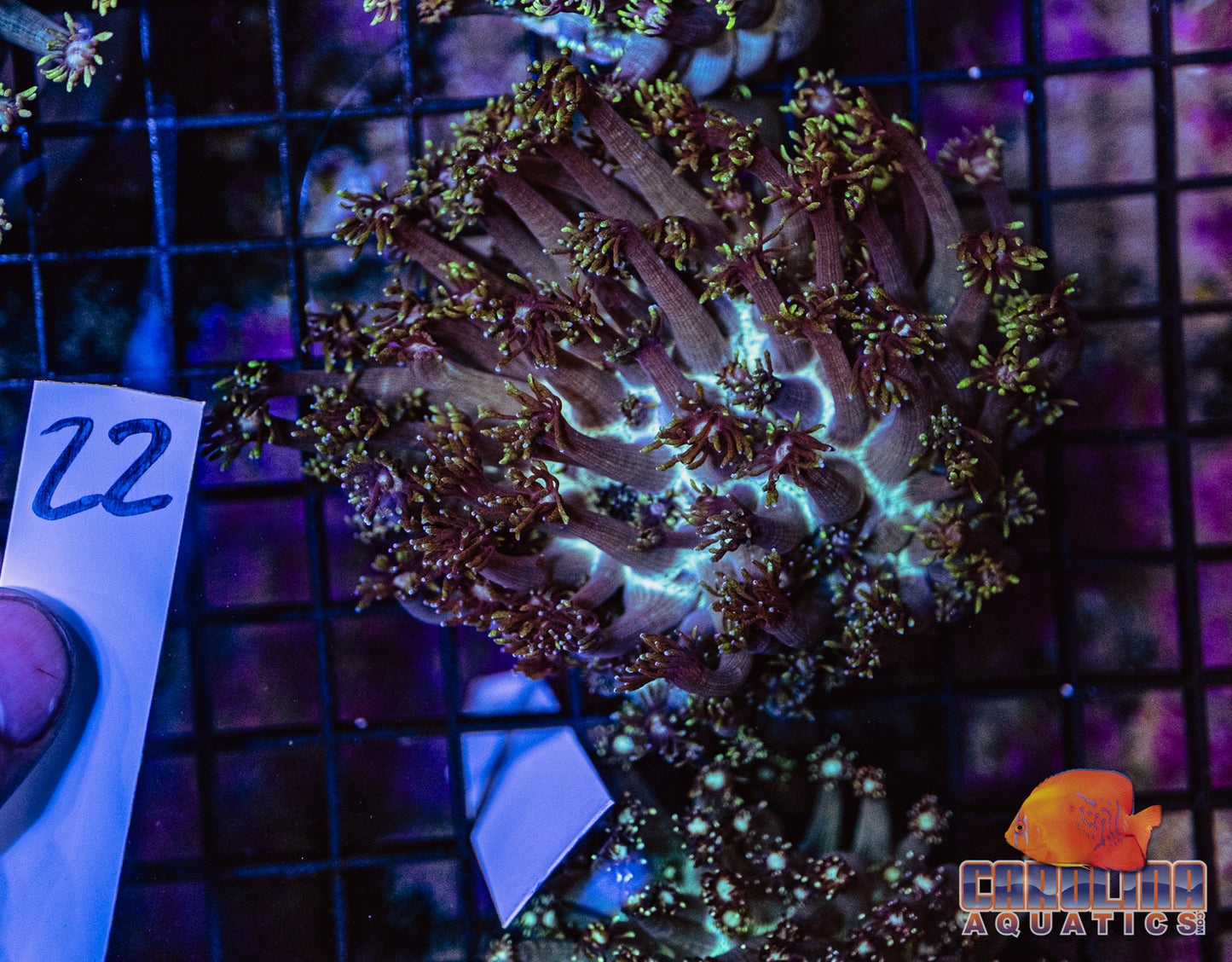 WYSIWYG 22 Jewel Goniopora