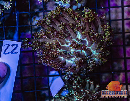 WYSIWYG 22 Jewel Goniopora