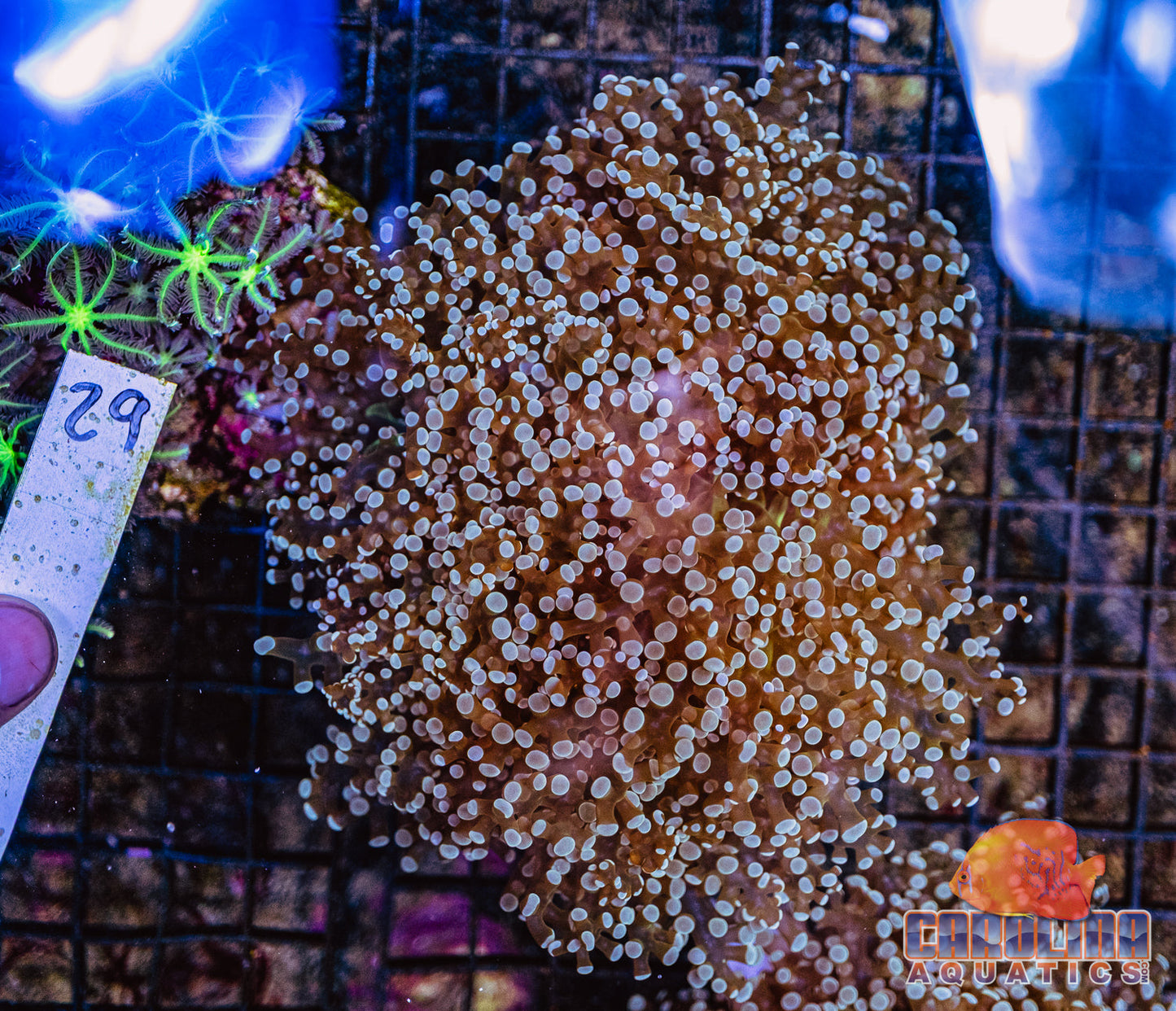 WYSIWYG 29 Branching Frogspawn