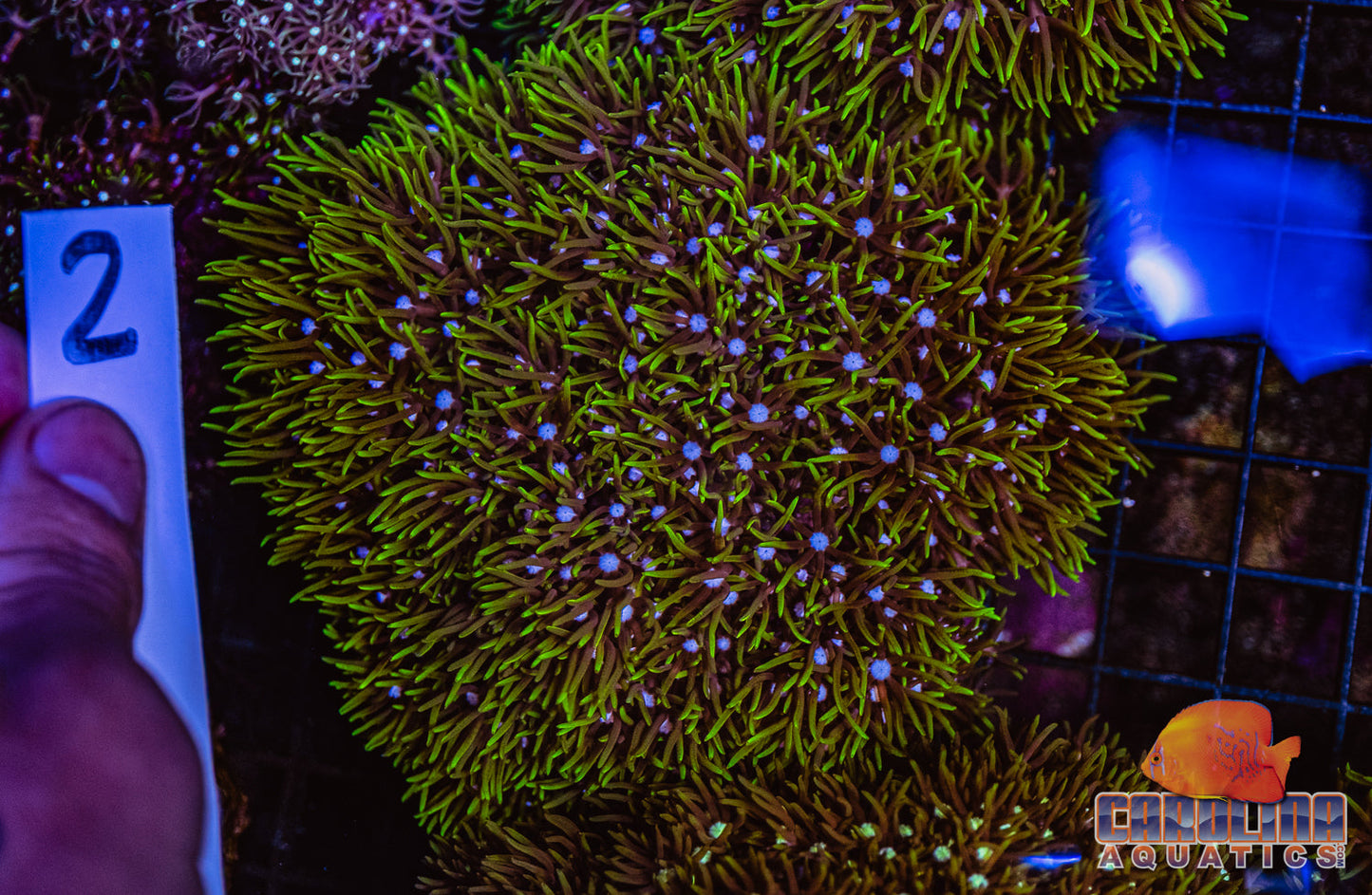 WYSIWYG 2 Green Star Polyp