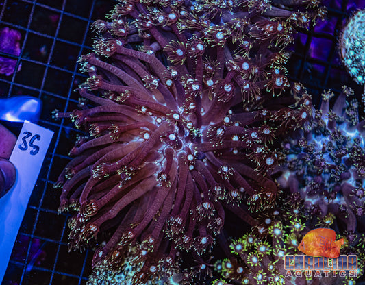 WYSIWYG 35 Jewel Goniopora