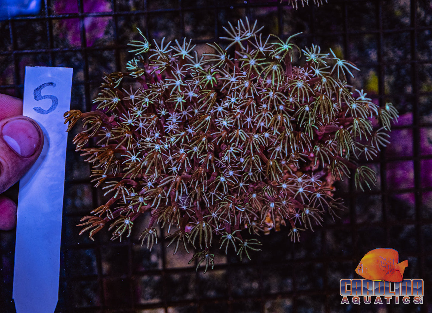 WYSIWYG 5 Pipe Organ