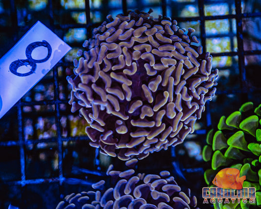 WYSIWYG 8 Darwin Branching Hammer