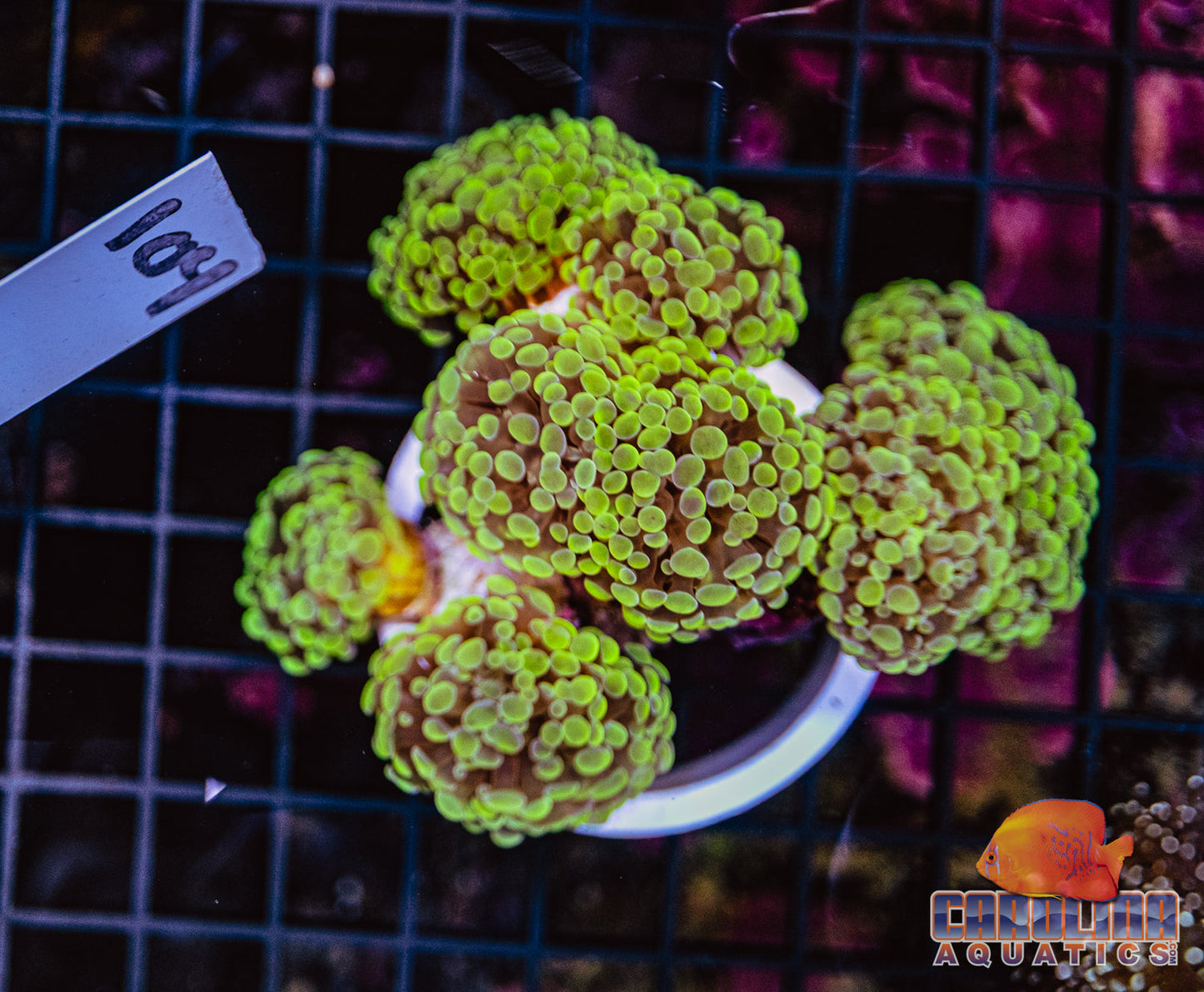 WYSIWYG 104 Branching Hammer