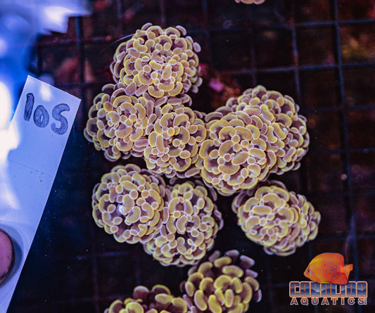 WYSIWYG 105 Branching Hammer