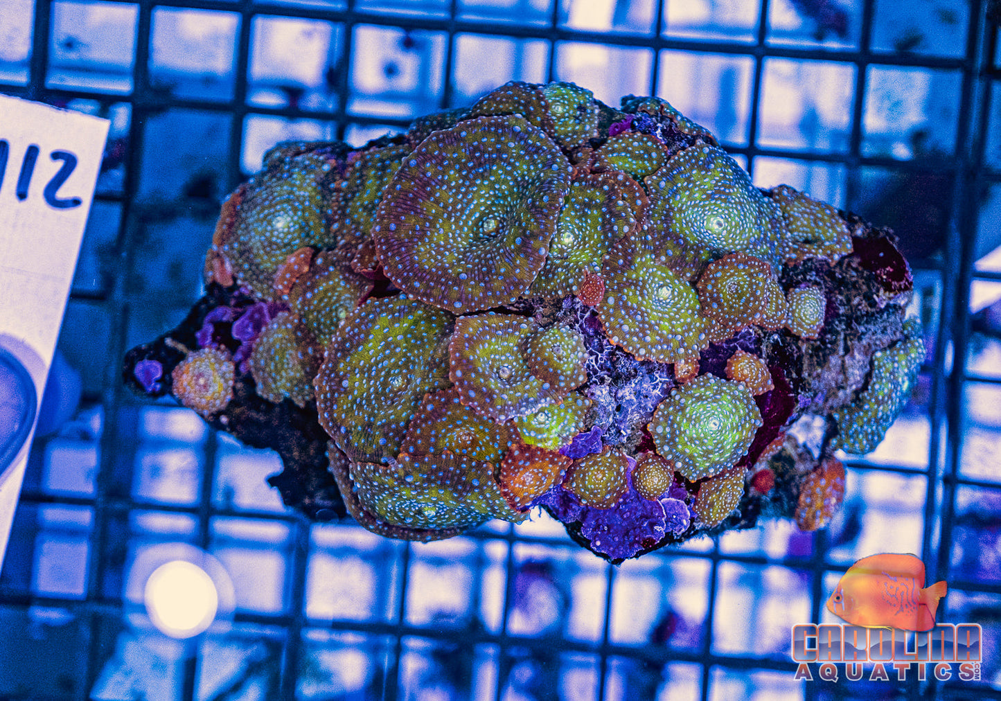 WYSIWYG 112 Mushroom