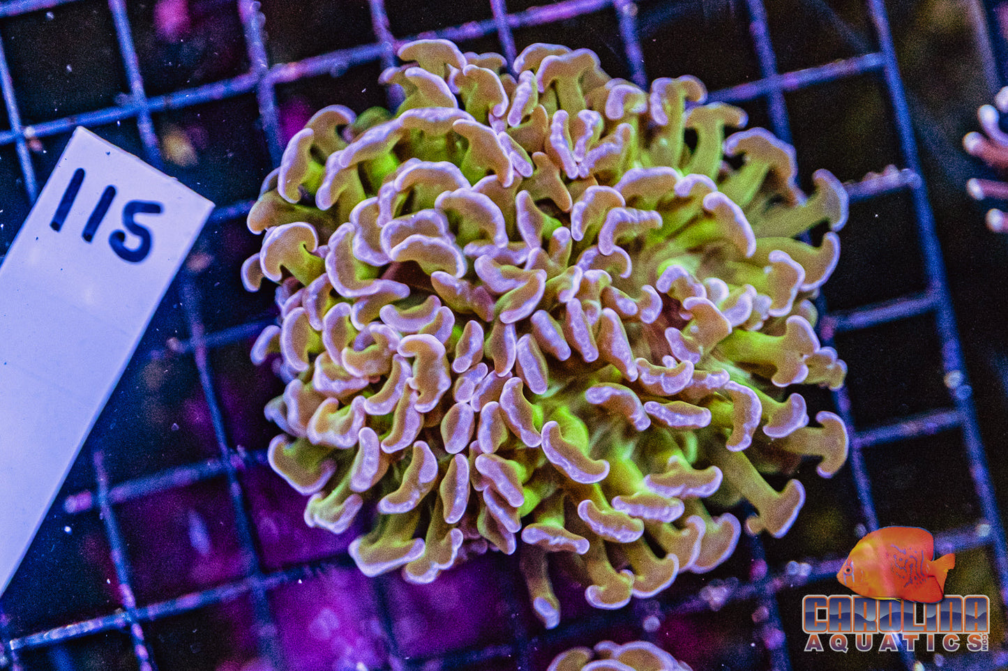 WYSIWYG 115 Wall Hammer