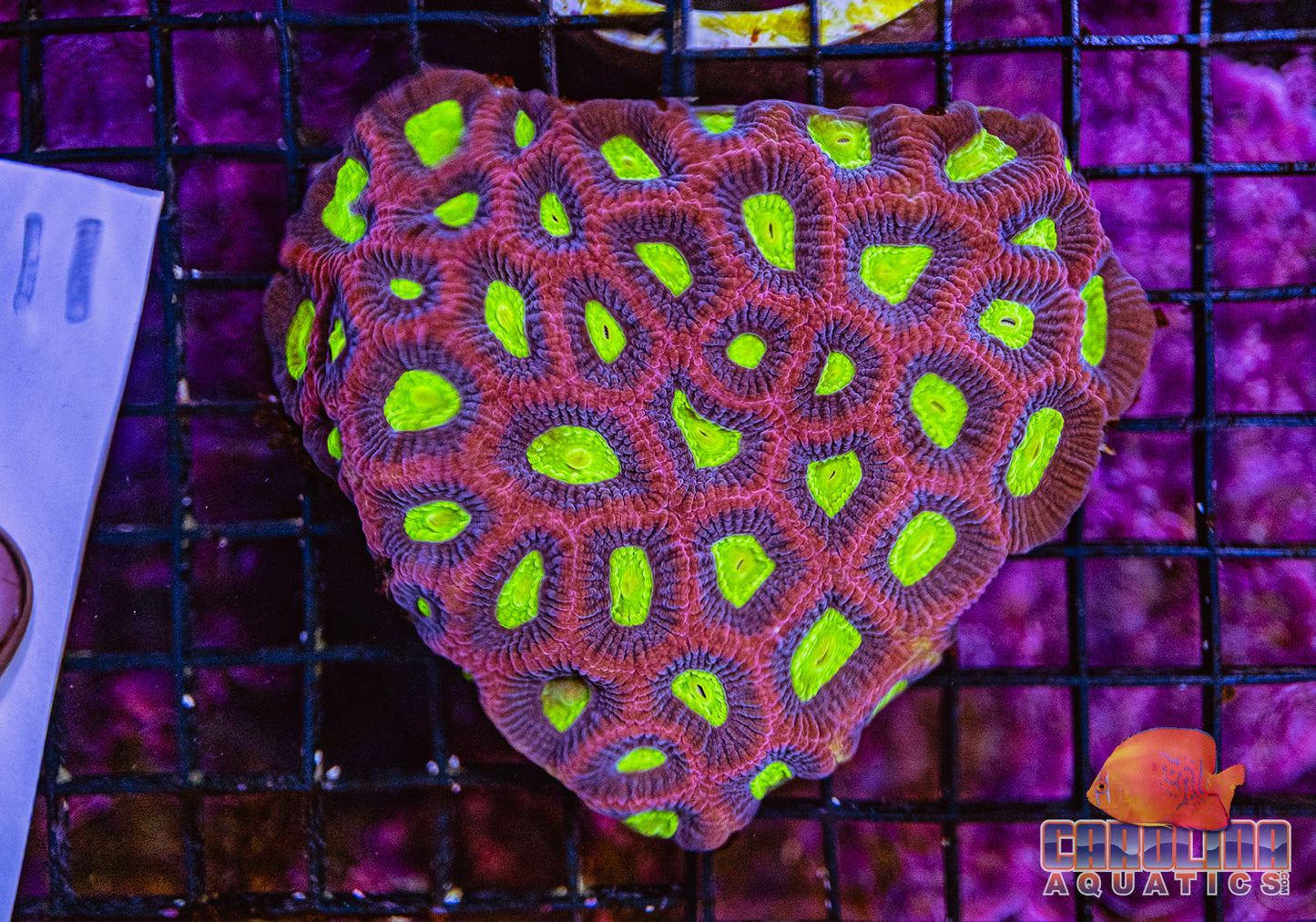 WYSIWYG 11 Dragon Soul Favia