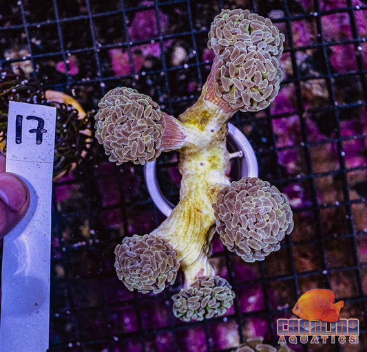 WYSIWYG 17 Branching Hammer