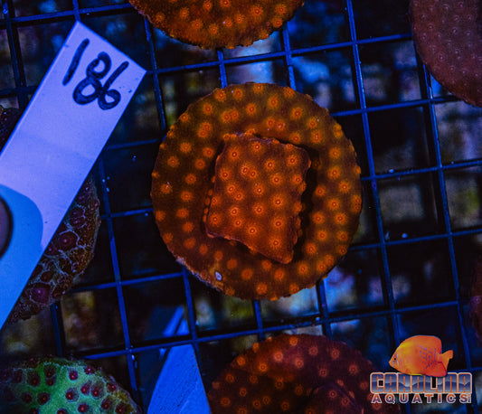 WYSIWYG 186 Cyphastrea